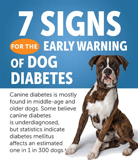 What Causes Diabetes For Dogs